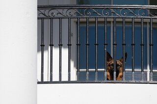 CNN: Hond van Biden bijt Witte Huis-personeel voor de elfde keer
