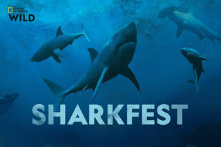 Sharkfest