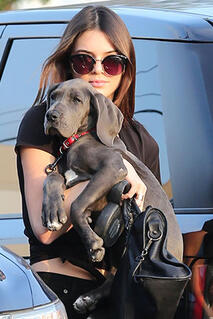 kendall jenner - chien