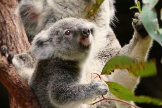 '72 Cutest Animals' programme animalier disponible sur Netflix à voir en Famille