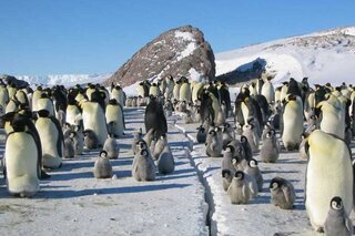 5 films om jonge dierenliefhebbers te plezieren onderweg naar je vakantiebestemming