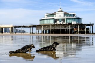 Vlaanderen Vakantieland: beleef een doldwaze dag met dieren!