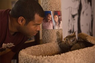 International Cat Day: vijf films die je laten 'spinnen' van plezier