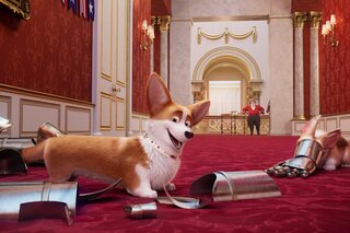 Corgi