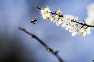 Een bij vliegt naar een bloem op de eerste lentedag