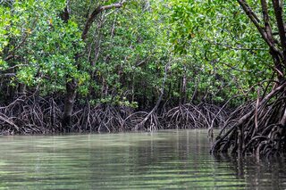 The Secret Life Of Mangroves