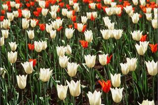 Une variété de tulipes nommée en hommage à Audrey Hepburn.