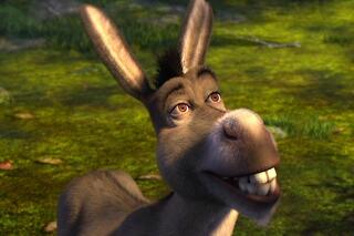 Waar komt Donkey vandaan?