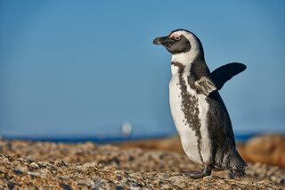 ‘Penguin Town’, l’adorable documentaire consacré aux pingouins d’Afrique du Sud