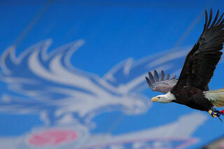 Aigle Crystal Palace mascotte