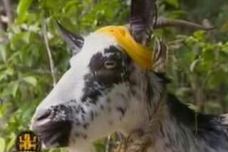 La chèvre, un des moments inoubliables de l'aventure Koh-Lanta.