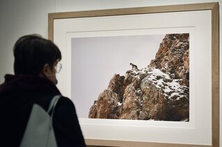 Fresh Screens vous fait découvrir le documentaire grandiose ‘La Panthère des Neiges’