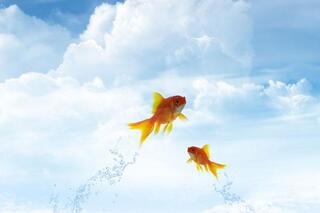 Les plus grands mystères de la nature