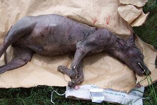 Les plus grands mystères de la nature