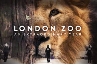 'London Zoo : The Big Lock In' - EOne, 2020