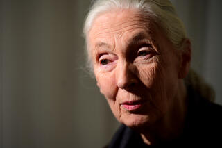 Jane Goodall World Wildlife Day