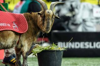FC Cologne mascotte bouc hennes