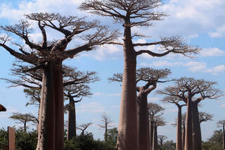 Earth's Tropical Islands