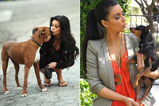 kim kardashian - chien