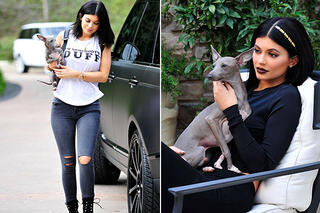 kylie jenner - chien
