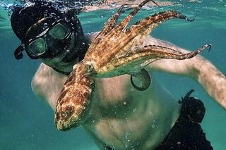 My Octopus Teacher via Netflix