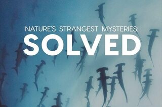 Nature's Strangest Mysteries: Solved